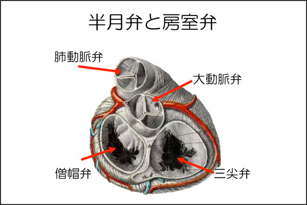心臓弁膜症 心臓弁膜症 手術 みどり病院 神戸市西区