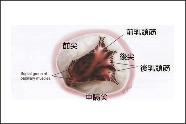 三尖弁閉鎖不全症 逆流 心臓弁膜症 手術 みどり病院 神戸市西区